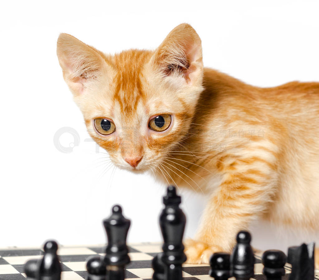 cute little red kitten and chess isolated on white background