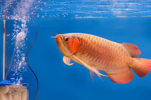 【龍魚背景】圖片免費下載_龍魚背景素材_龍魚背景模板-千圖網