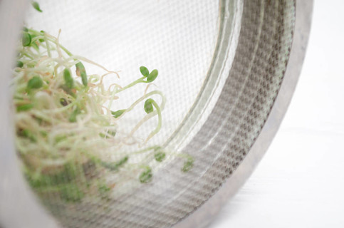 玻璃罐，金属盖，网眼，用于微绿，白底白底白萝卜、紫花苜蓿、葫芦巴等植物的嫩芽