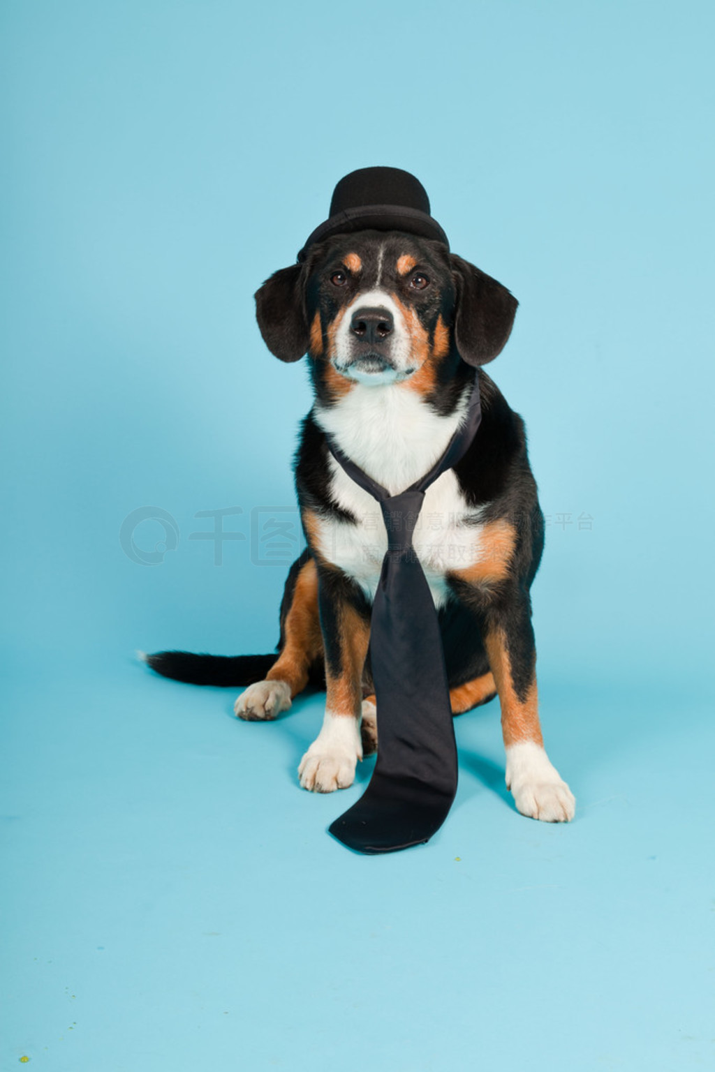 entlebucher ɽñӺǳɫϸ롣