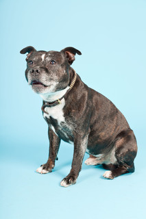 黑色老斯塔福郡犬隔离在淡蓝色背景。工作室拍摄