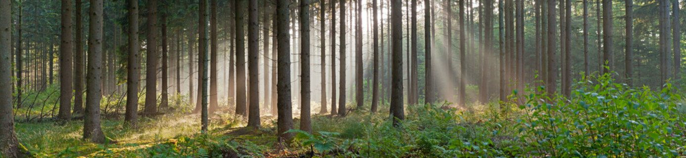 全景景观的森林与太阳光线薄雾中