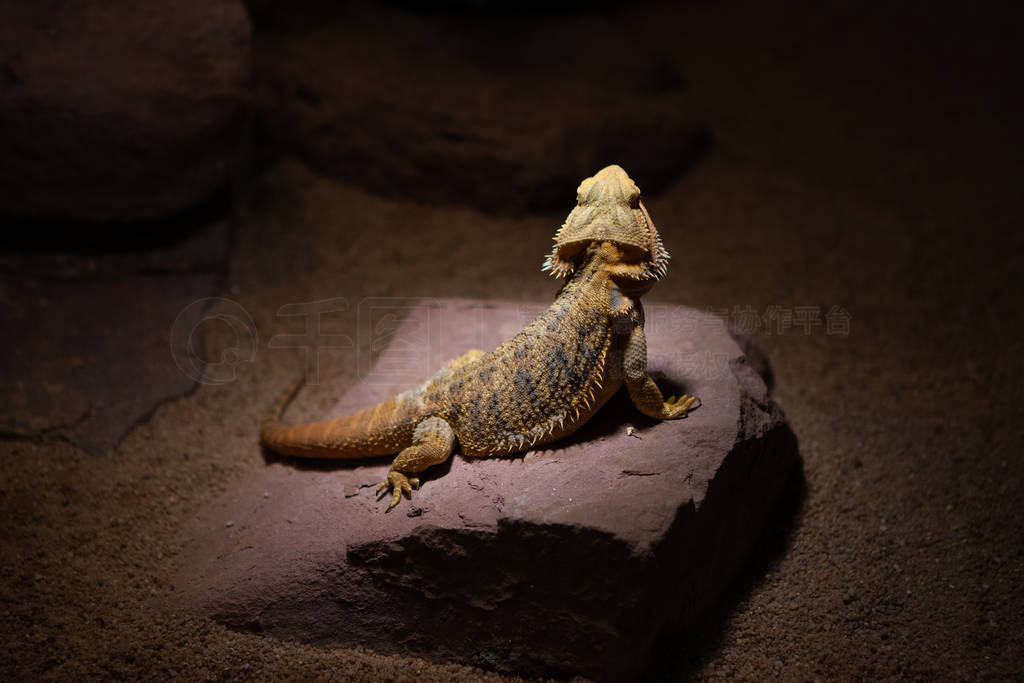Reptiles and nature. Portrait of a central bearded dragon a spec