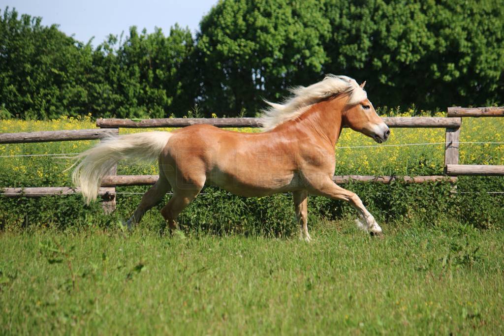  haflinger һΧ