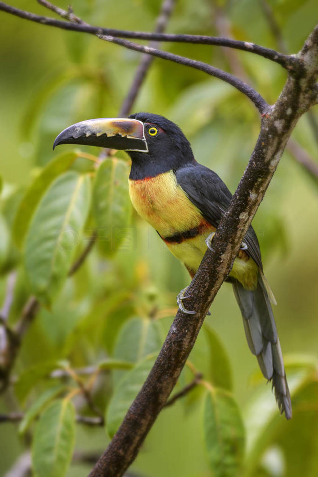 Aracari-Pteroglossus torquatus, ĲɫӸ˹ɭ
