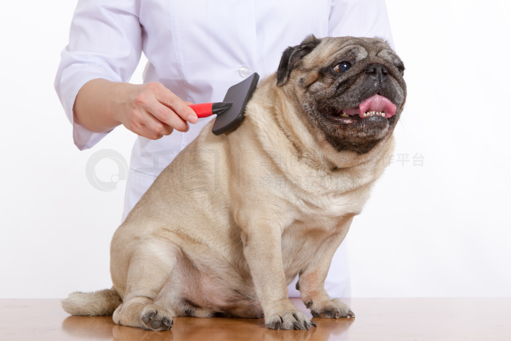 ë pug ɫϵĿҽ