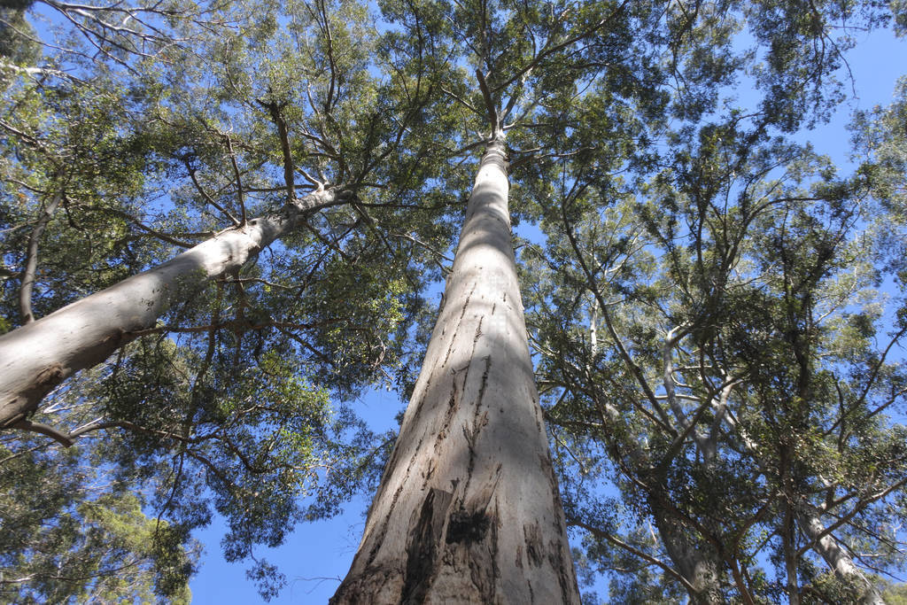 Western Australia's majestic Tingle trees