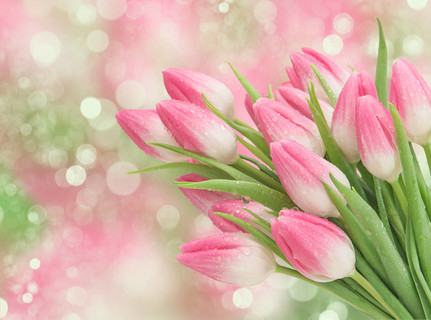 粉红色的郁金香花春暖花开