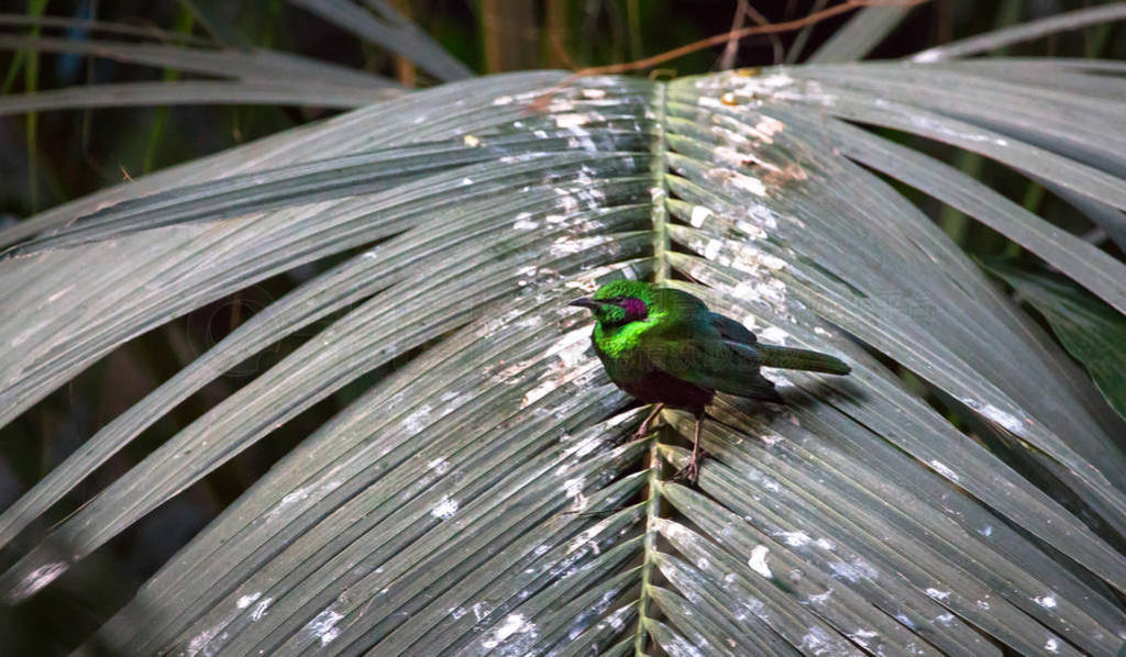 Emerald starling