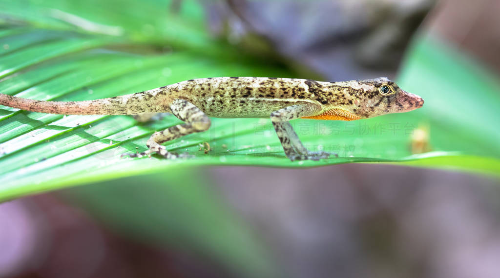 Golfo Dulce anole߶anoleNorops polylepis