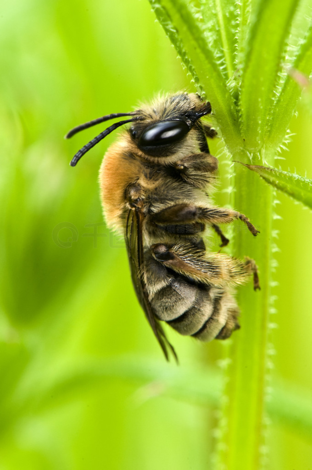 eucera spǷ