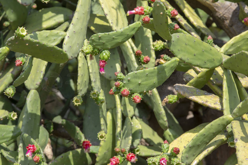 Plant in blossom of the cactus palma