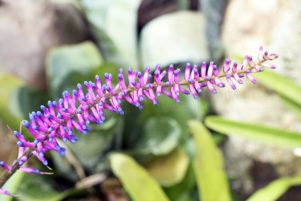 Pink and blue bromeliad on blurred background