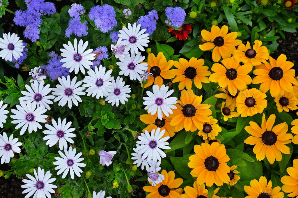 Beautiful background of daisies and gerberas. View from above.