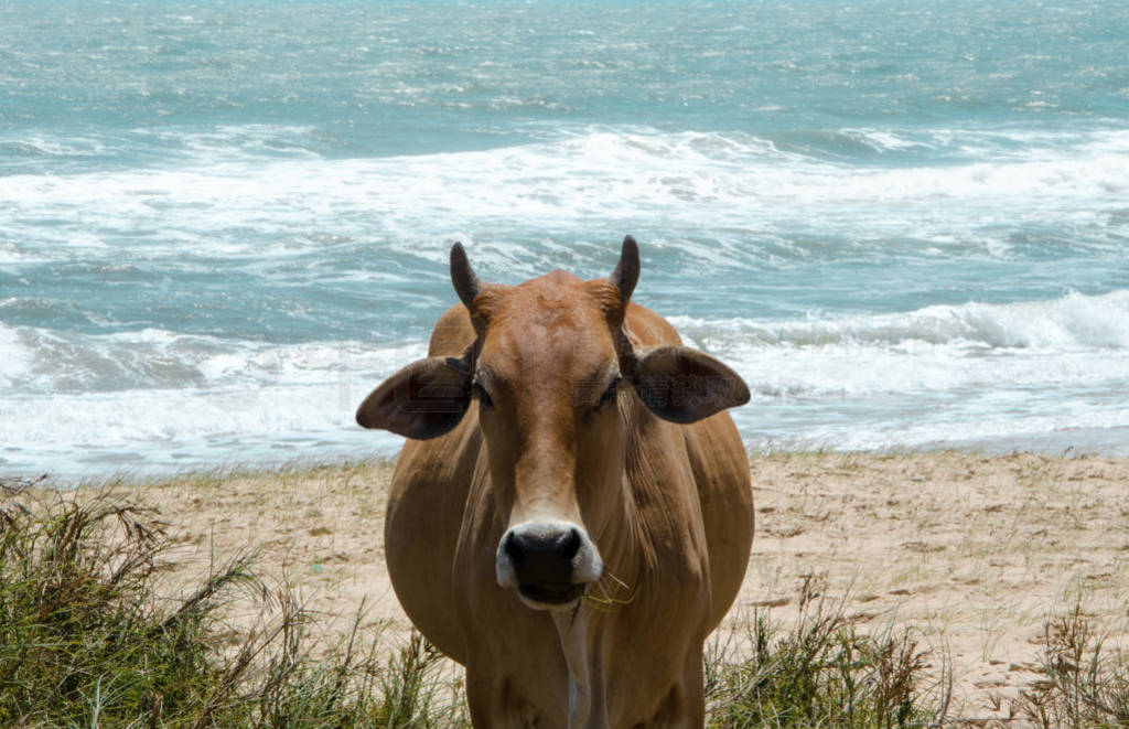 Cow in the middle of grass on the sandy seashore.