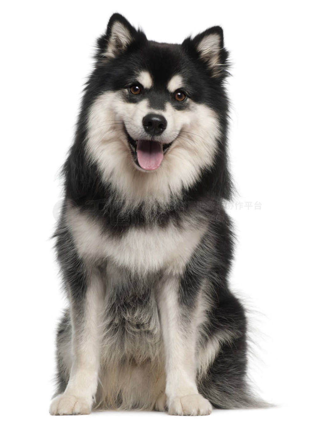  Lapphund, 1 , ڰɫ backgrou ǰ