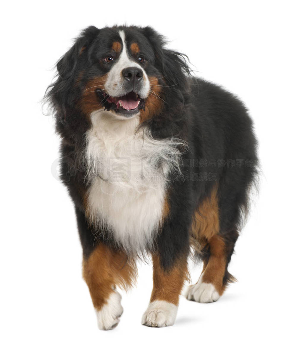 Bernese ɽȮ, 3 , վڰɫ ba ǰ