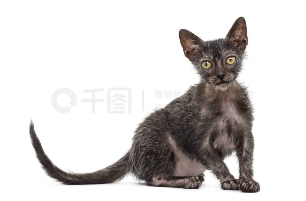 Сè Lykoi, 3 ´, Ҳè