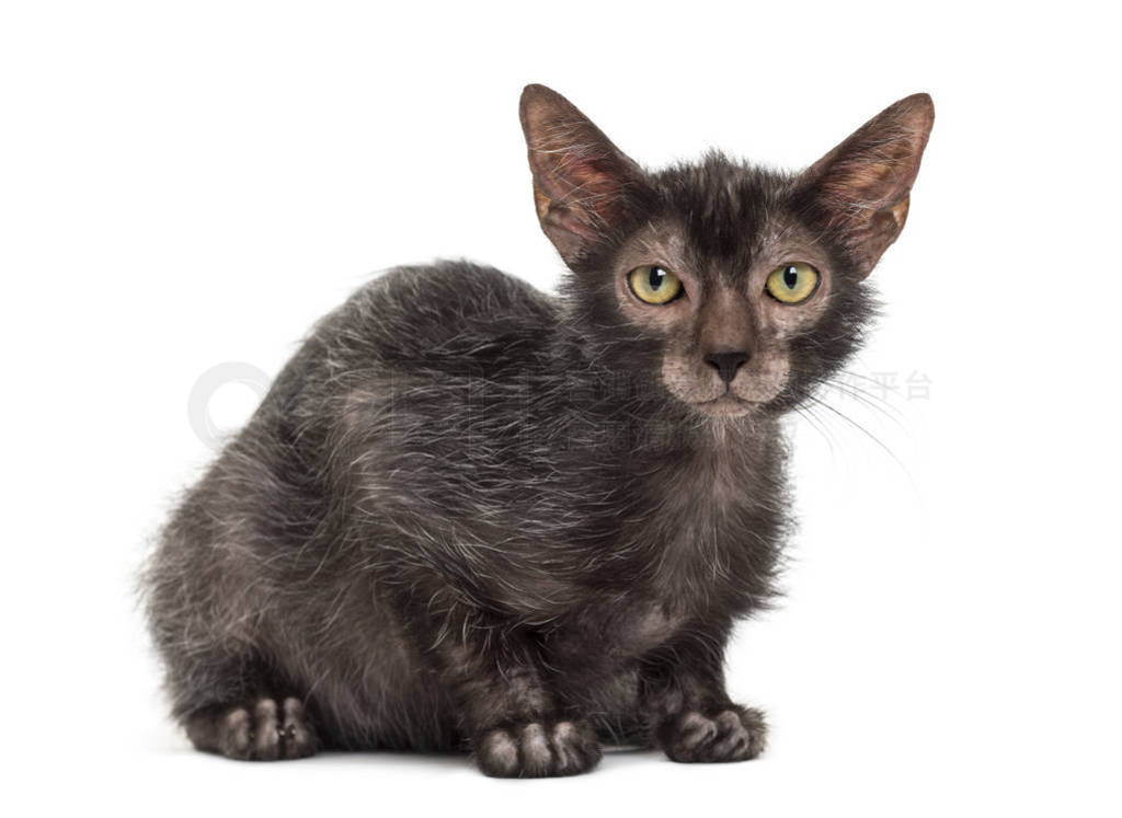 Lykoi è, Ҳè԰ɫ