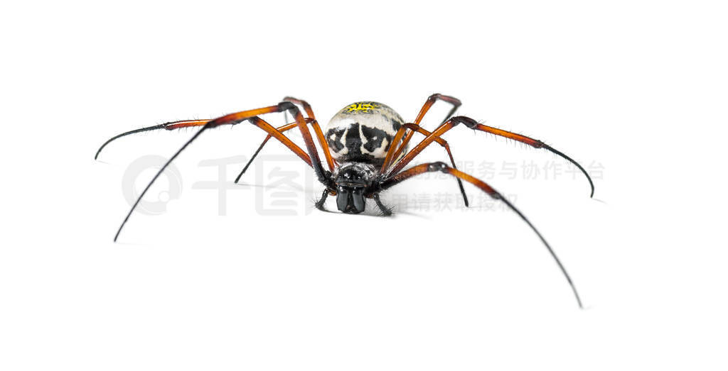 Nephila inaurata, red-legged golden orb-weaver spider, , isolate