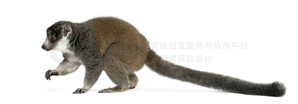 èEulemur mongoz24꣬ǰ