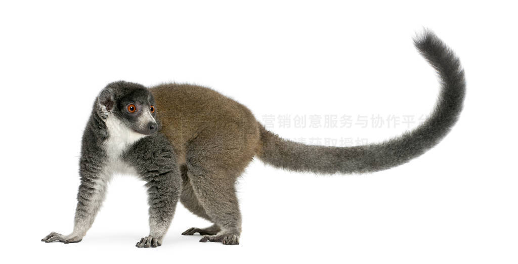 èEulemur mongoz24꣬ǰ