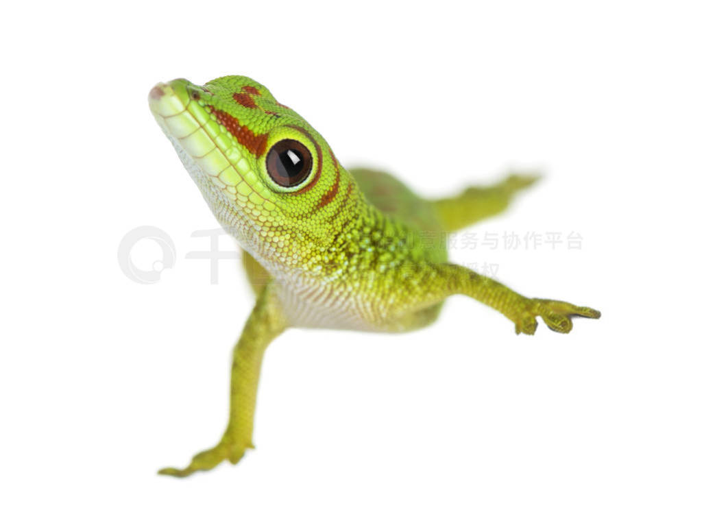 Front view of a Madagascar giant day gecko standing on one leg,