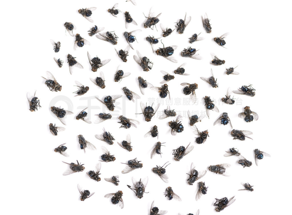 Groupe de mouches mortes, isol sur blanc