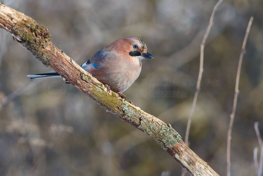 Bird - Eurasian jay sits on a thick branch in the winter forest