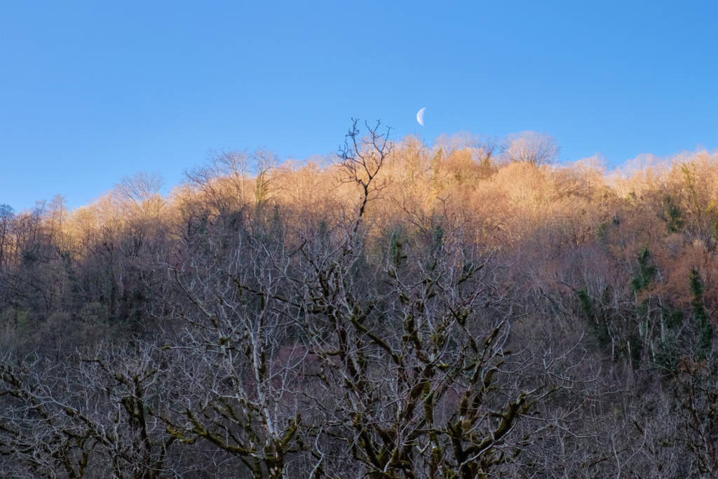 Half Moon over the autumn forest