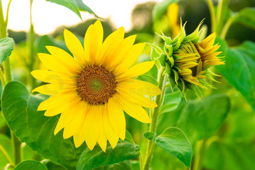 Beautiful sunflowers chilling in a sunlight