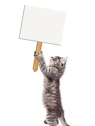一只猫举着牌子的图片图片