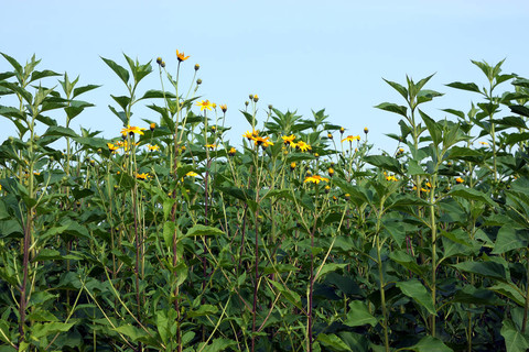  i>菊 /i> i>芋 /i>綠草甸花開花特寫