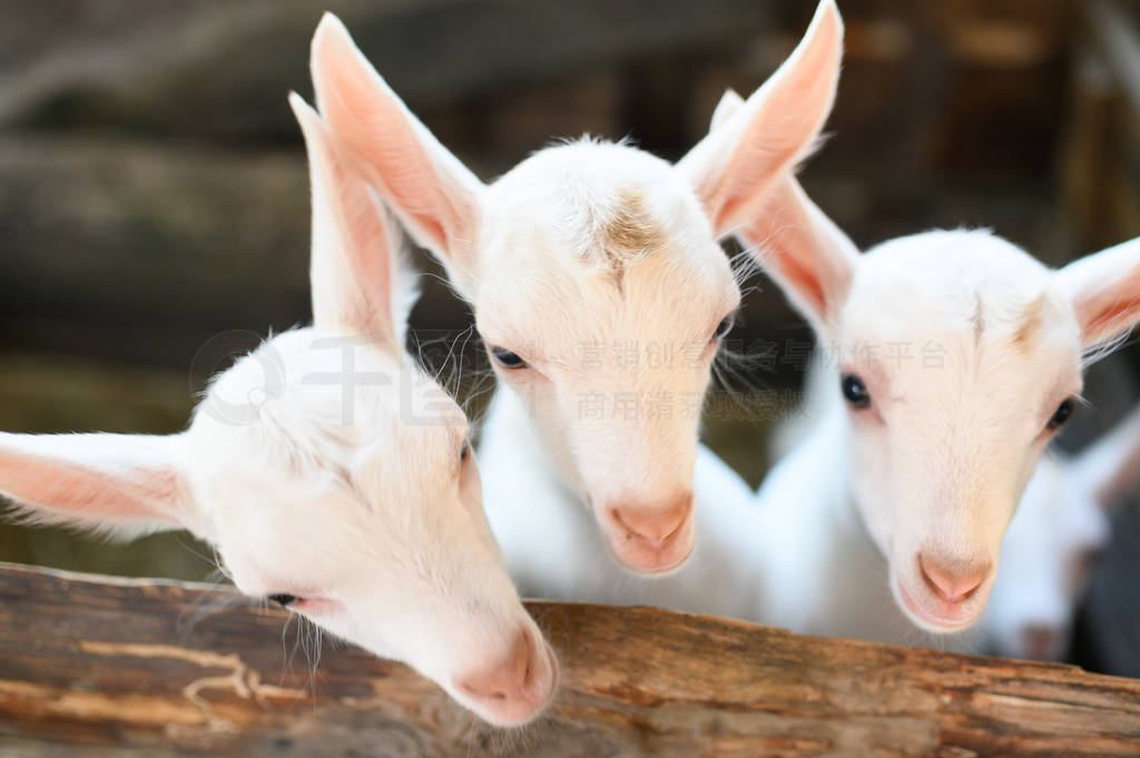 little white goats standing in wooden shelter and looking at the
