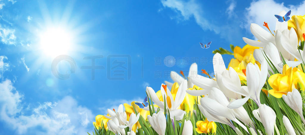 Beautiful spring crocus flowers and flying butterflies against b