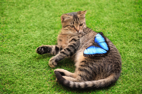 可爱的斑猫和美丽的蓝色形态蝴蝶在绿草上