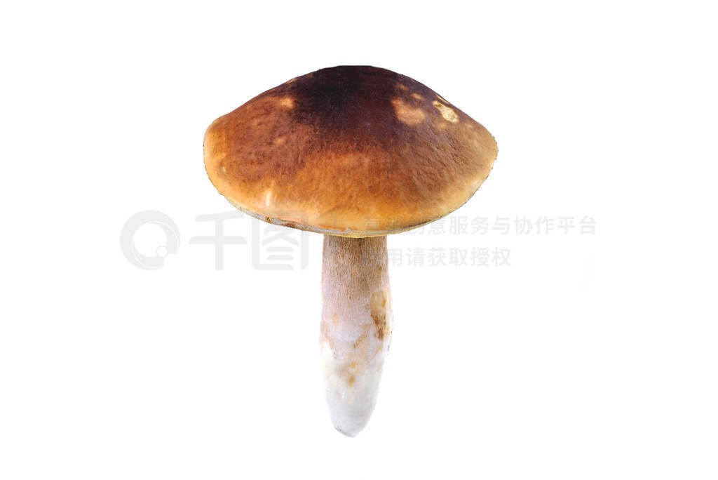 Natural porcini mushroom on a white background. Edible mushroom