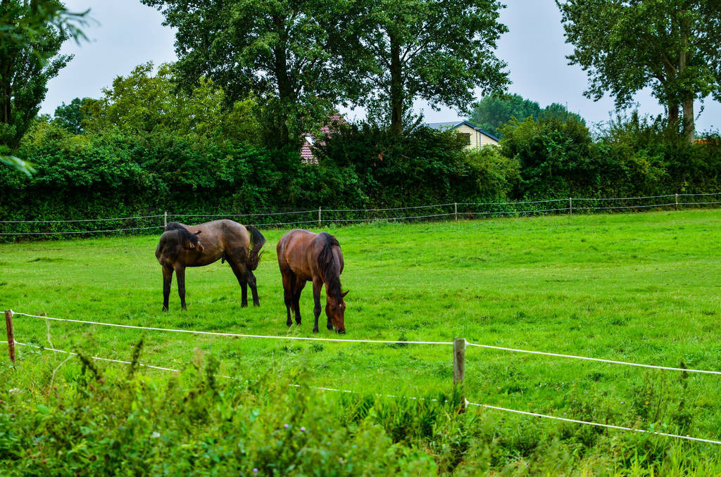 Goes, the netherlands, august 2019. In the Zeeland countryside,