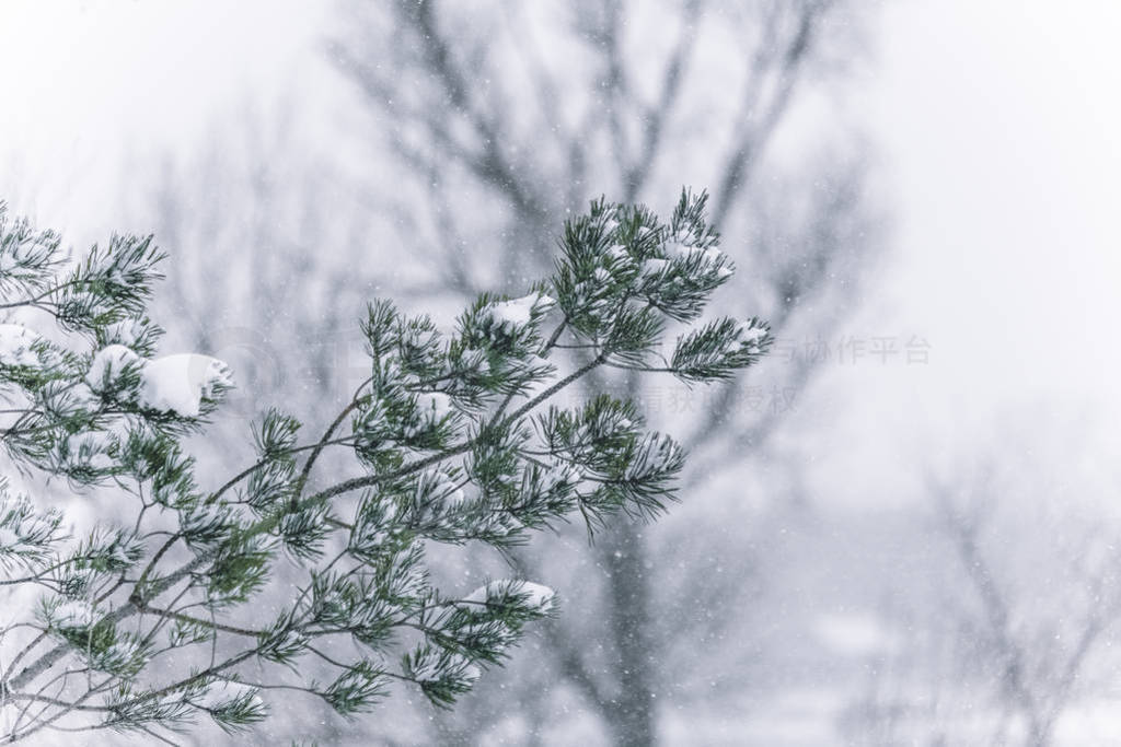 Pine tree branches covered with snow. Frozen tree branch in wint