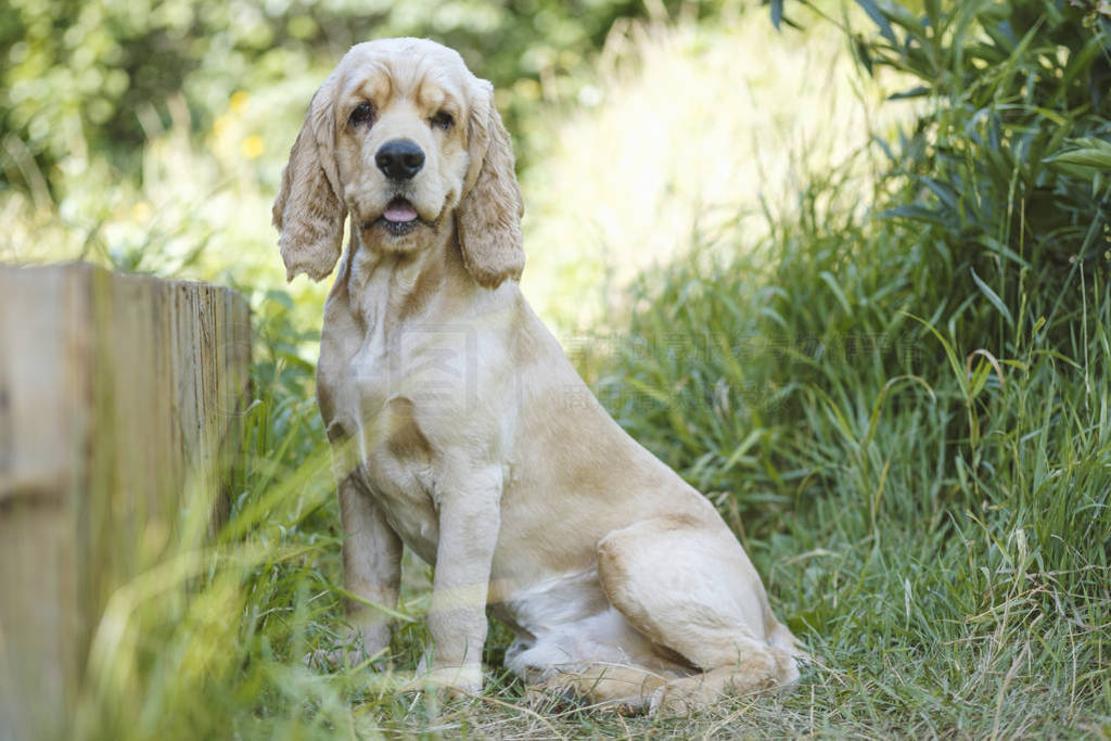 Cocker Spaniel sits in the thick green grass with his tongue sti