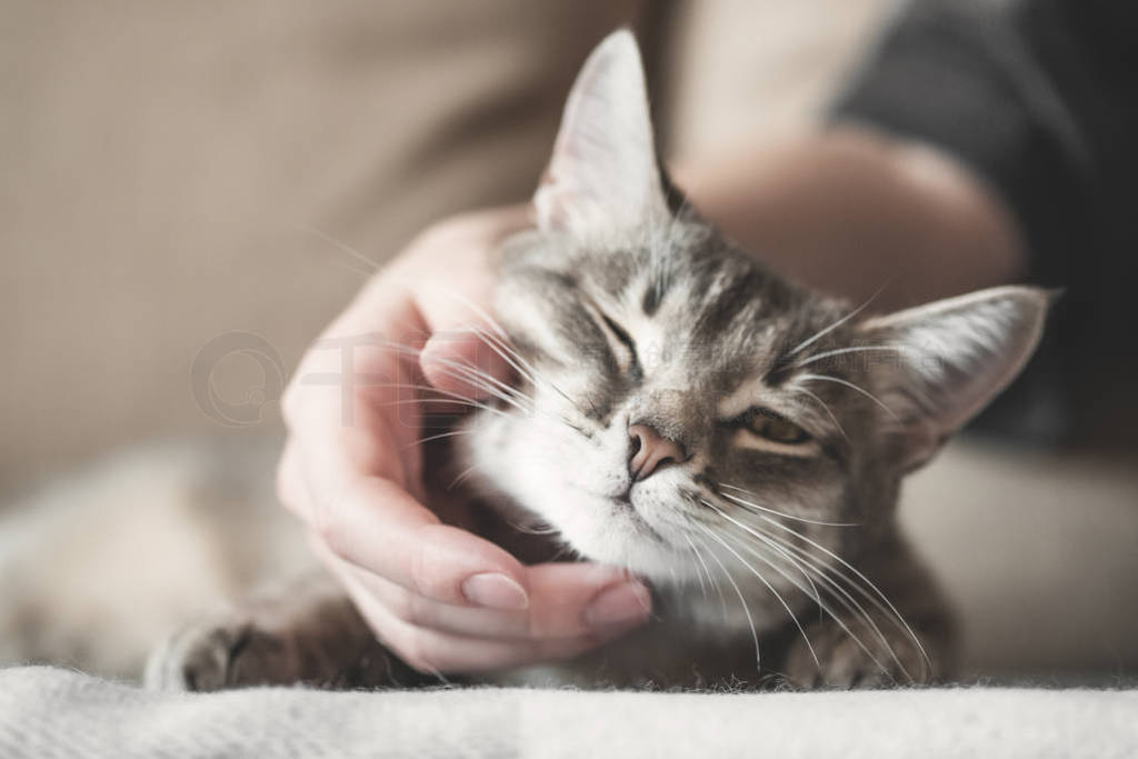 gray striped cat with womans hand on a brown background. World P