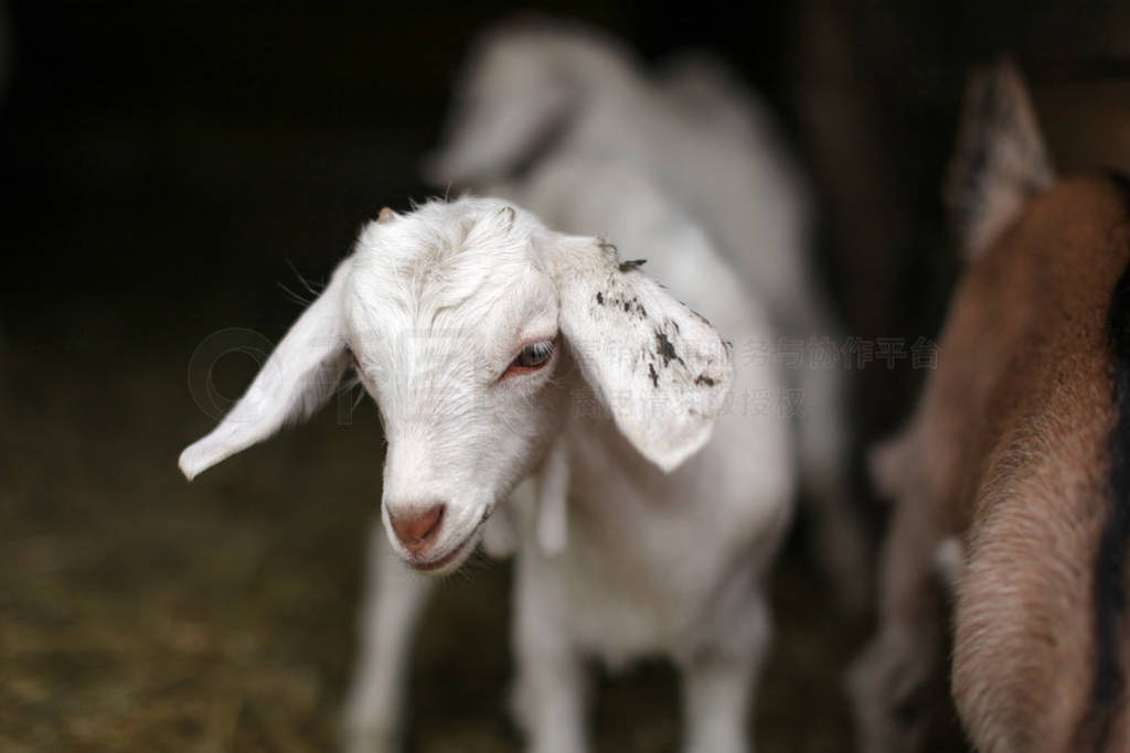 Young white goat kid, blurred barn stable in background. Detail