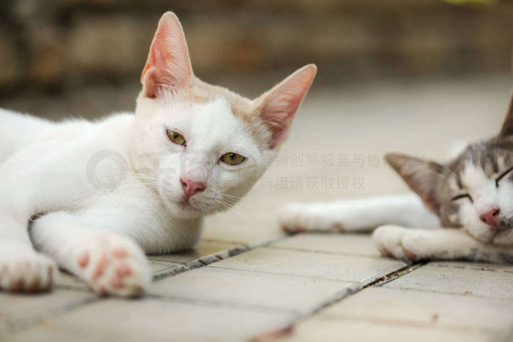 Sleepy white stay cat laying in pavement, another one sleeps in