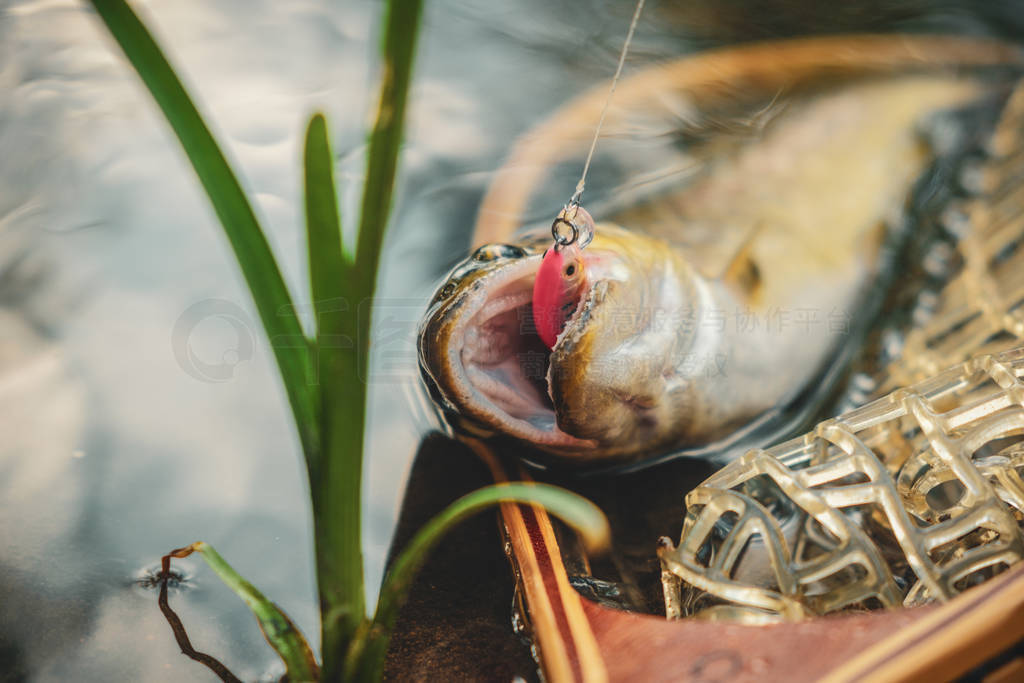 Beautiful brown trout in fishing landing net. Fishing principle