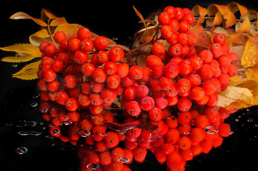 ޶rowanberry޶-ռҰ