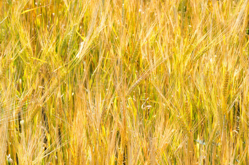 Summer photography. The wheat field, the cereal plant, which is