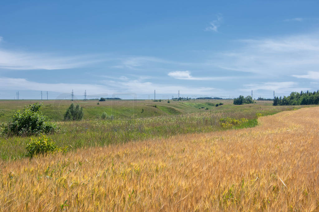 Summer photography. The wheat field, the cereal plant, which is
