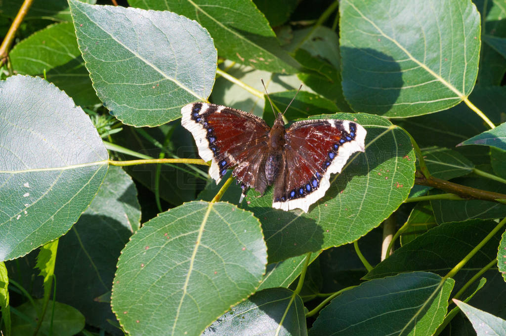 Nymphalis antiopa, known as the mourning cloak in North America