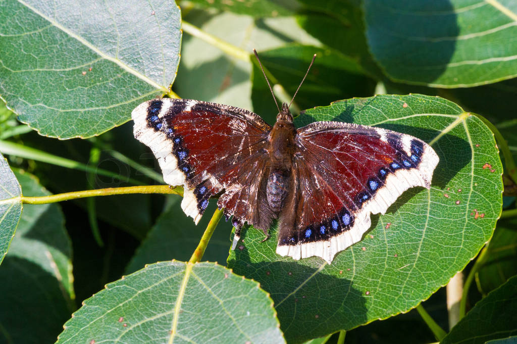 Nymphalis antiopa, known as the mourning cloak in North America