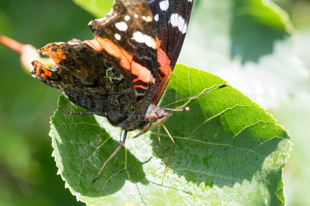 Vanessa Atalanta, red admiral or earlier, red, delightful, is a